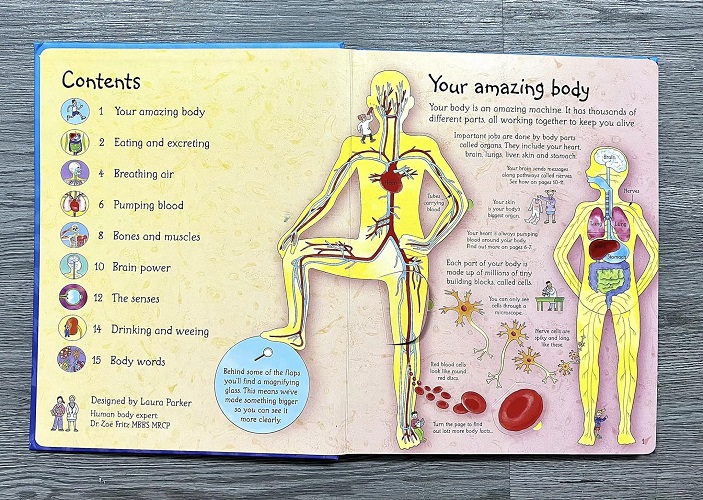 Sách Lật Mở Tiếng Anh - See Inside Your Body