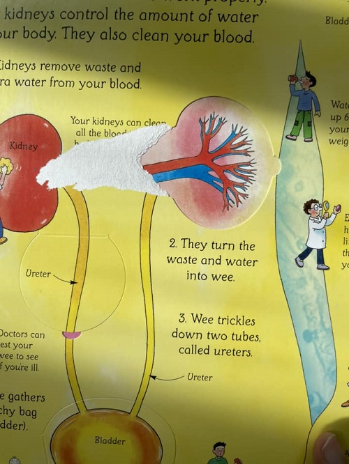 Sách Lật Mở Tiếng Anh - See Inside Your Body